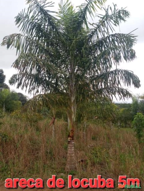 Imagem Palmeira Locuba Imagem Palmeira Locuba