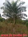 Palmeira Locuba Imagem Palmeira Locuba