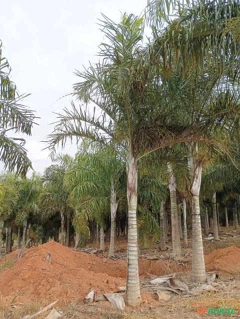 Imagem Palmeira Locuba Imagem Palmeira Locuba