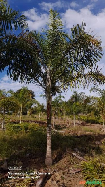 Palmeira Locuba Imagem Palmeira Locuba