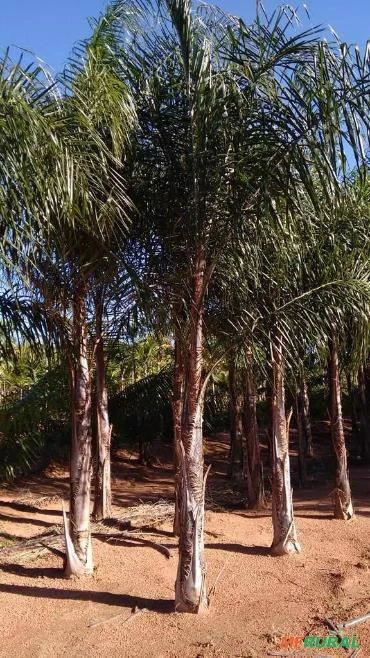 Palmeira Jerivá