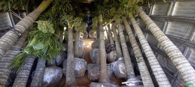 Imagem Palmeira Veitchia Imagem Palmeira Veitchia