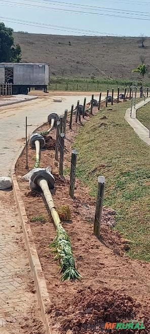 Imagem Palmeira Veitchia Imagem Palmeira Veitchia