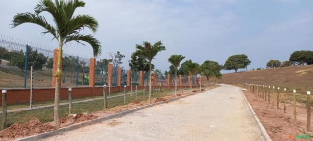 Imagem Palmeira Veitchia Imagem Palmeira Veitchia