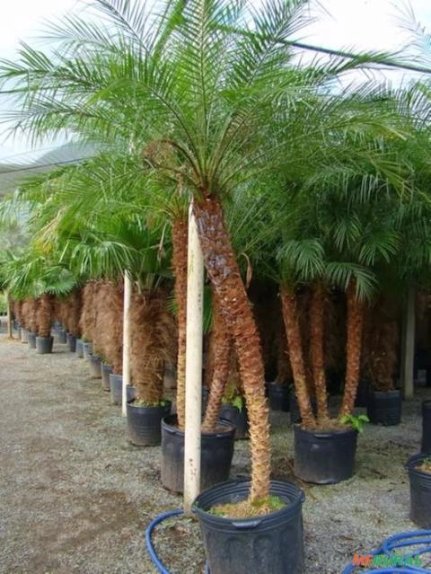 Imagem Palmeira Fenix Imagem Palmeira Fenix