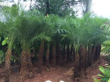 Imagem Palmeira Fenix Imagem Palmeira Fenix