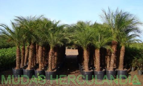 Imagem Palmeira Fenix Imagem Palmeira Fenix