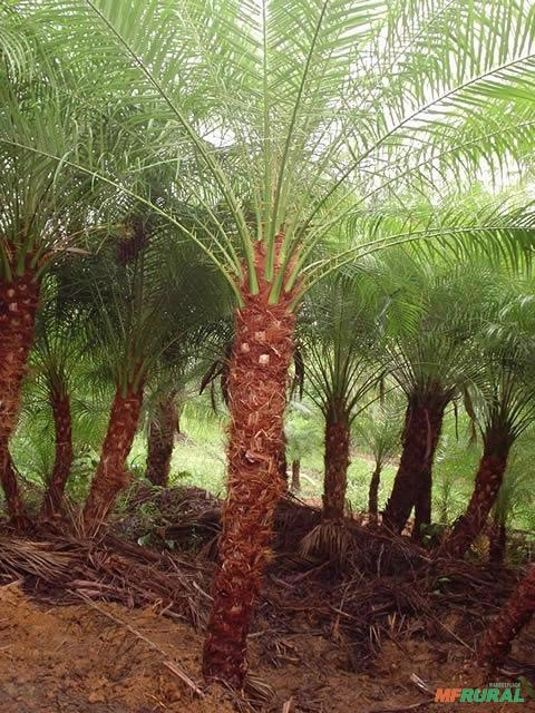 Imagem Palmeira Fenix Imagem Palmeira Fenix