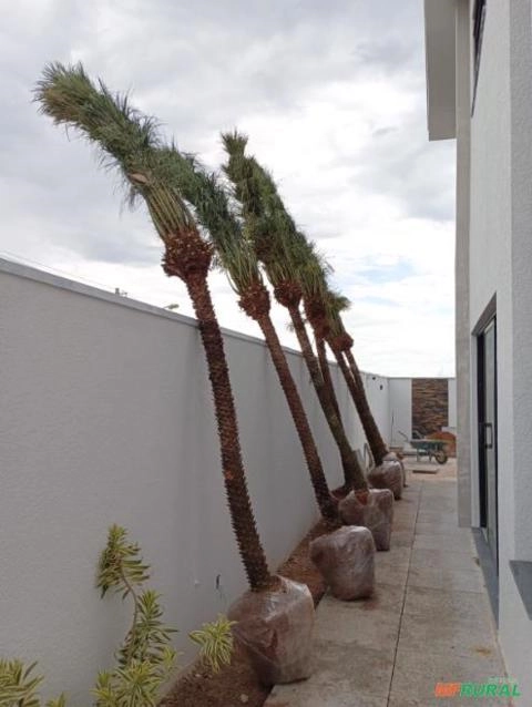 Imagem Palmeira Fenix Imagem Palmeira Fenix