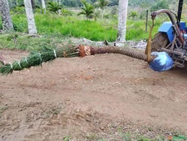 Imagem Palmeira Fenix Imagem Palmeira Fenix