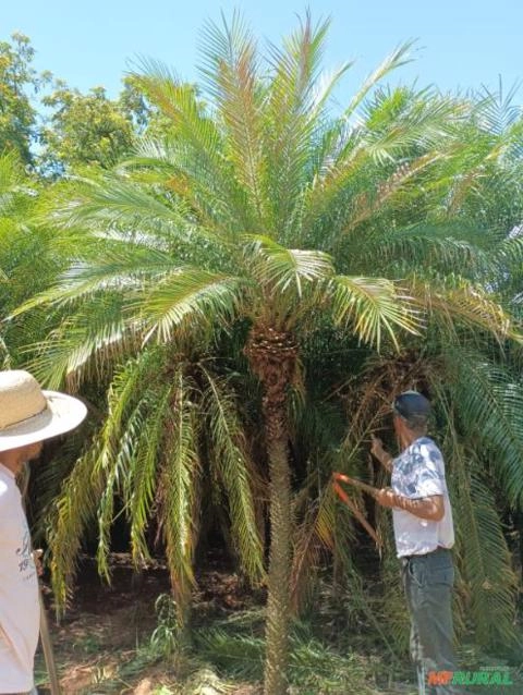 Imagem Palmeira Fenix Imagem Palmeira Fenix