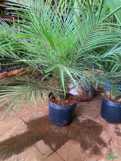 Palmeira Fenix Imagem Palmeira Fenix