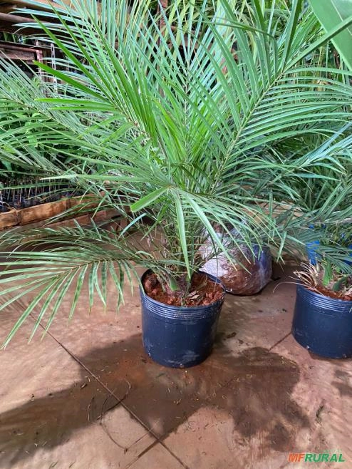 Palmeira Fenix Imagem Palmeira Fenix