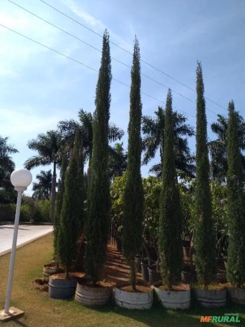 Cipreste Italiano Imagem Cipreste Italiano