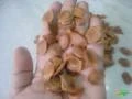 100 Gramas de Sementes de Mogno Africano - Khaya Senegalensis