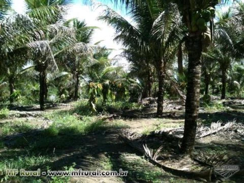Vende se Fazenda de coco em Ilheus BA