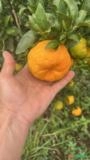 VENDA DE TANGERINA PONKAN – ZAHDI FRUTAS Imagem VENDA DE TANGERINA PONKAN – ZAHDI FRUTAS