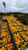 VENDA DE TANGERINA PONKAN – ZAHDI FRUTAS Imagem VENDA DE TANGERINA PONKAN – ZAHDI FRUTAS