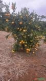 VENDA DE TANGERINA PONKAN – ZAHDI FRUTAS Imagem VENDA DE TANGERINA PONKAN – ZAHDI FRUTAS