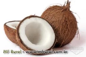 Coco seco de ótima qualidade