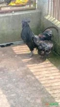 Galo Ayam Cemani