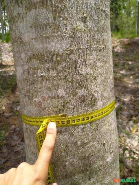 Toras de Mogno Africano Imagem Toras de Mogno Africano