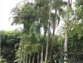Palmeira Areca de Locuba ou Dypsis madagascariensis