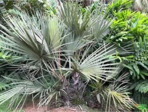 Palmeira Leque da China ou Livistona chinensis