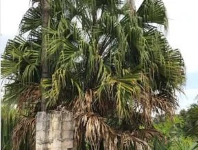 Palmeira Dente de Jacaré ou Livistona saribus
