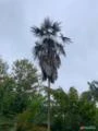 Palmeira COCCOTHRINAX ARGENTEA