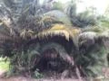 Palmeira PHOENIX dactylifera - TAMAREIRA