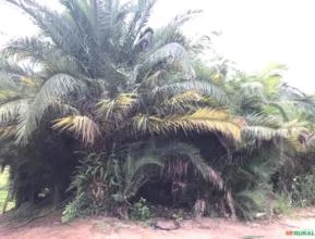 Palmeira PHOENIX dactylifera - TAMAREIRA