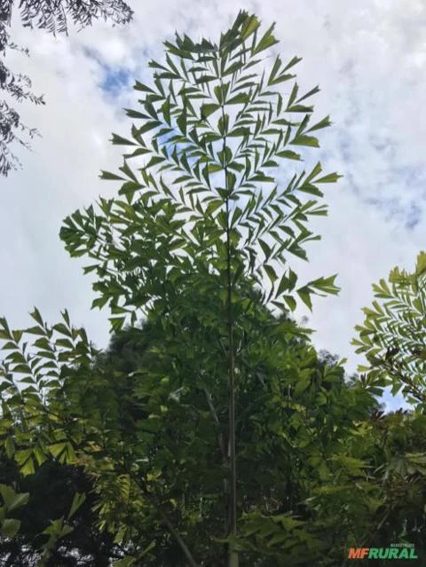 Caryota maxima var. Himalaya ou Cariota maxima
