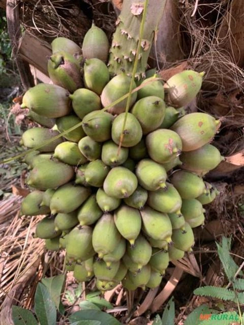Raphia Farinifera ou Rafia Africana em Vinhedo SP à venda. 722904