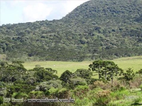 Fazenda de 700 hectares  localizada a aprox. 17km de Urupema-SC