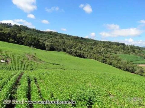 Pequena Fazenda 55 hectares com 30 hectares de aproveitamento.
