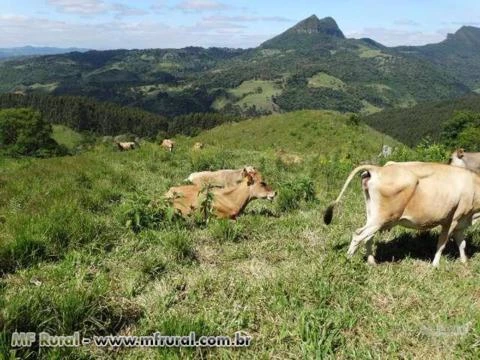 Belíssima área rural 280.000,00 m² ,com instalação completa de ordenha