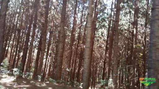Fazenda 277 hectares com Floresta com 150.000,00 Pinus Elliottis