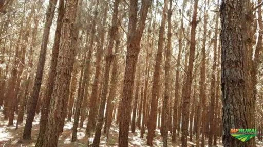 Fazenda 277 hectares com Floresta com 150.000,00 Pinus Elliottis