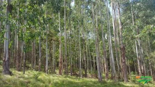 Lindo Sitio com 12,86 hectares com plantação de mirtilo.