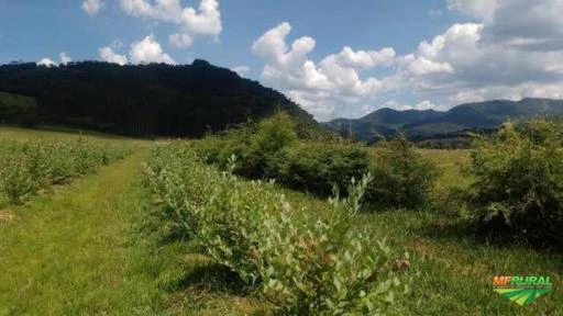 Lindo Sitio com 12,86 hectares com plantação de mirtilo.