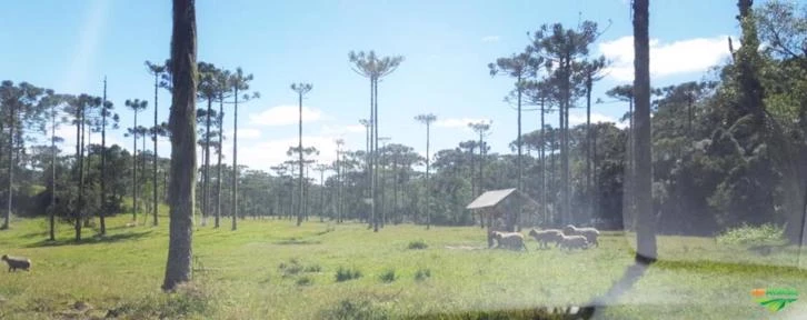 Fazenda na Serra Catarinense-Bom Retiro - 509 hectares