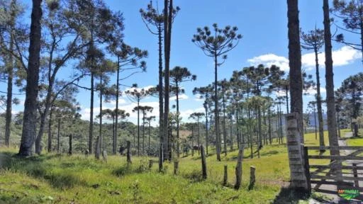 Fazenda na Serra Catarinense-Bom Retiro - 509 hectares