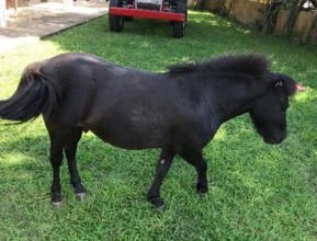 Cavalinho e Égua a venda