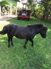 Cavalinho e Égua a venda