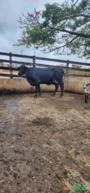 Vacas e Novilhas Leiteiras Girolandas