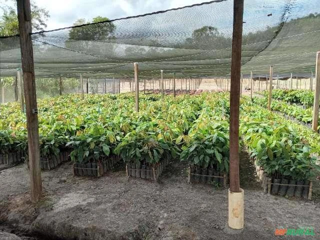 Mudas de Cacau Clonado