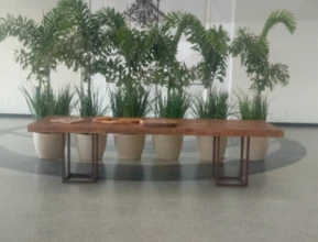 Locação de plantas em vasos em Brasília DF