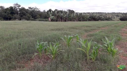 Chácara 2 hectares a 40 min Brasilia aceito carro e imovel DF.