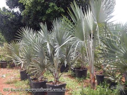 Imagem PALMEIRA IMPERIAL Imagem PALMEIRA IMPERIAL